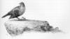 There on the grey stone in the grass was an enormous thrush,...